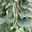 Runner beans